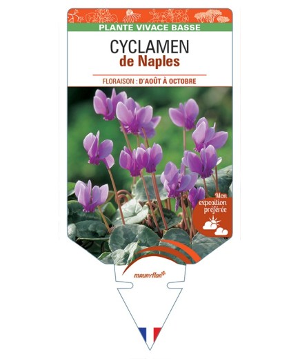 CYCLAMEN de Naples