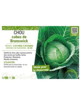 CHOU CABUS DE BRUNSWICK