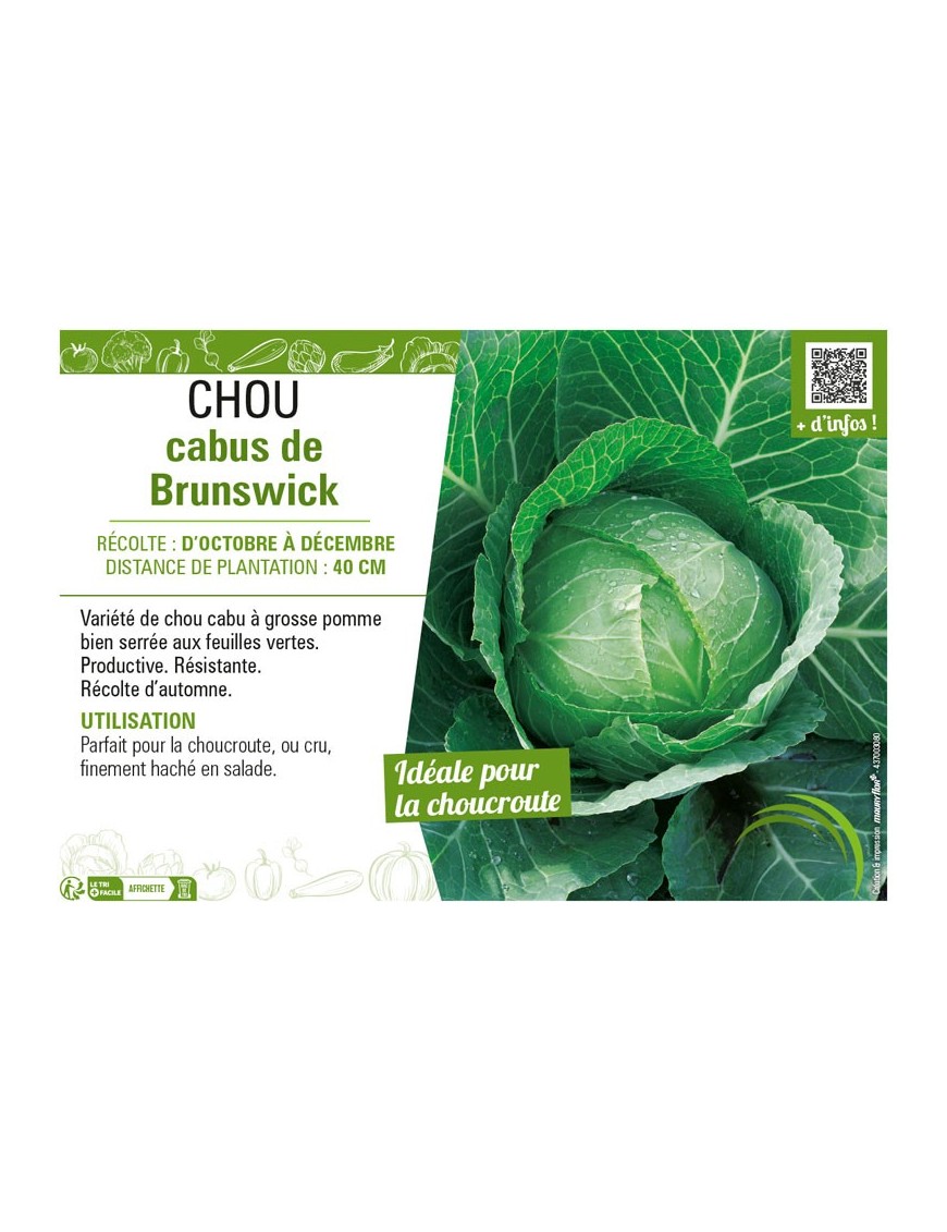 CHOU CABUS DE BRUNSWICK