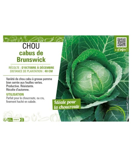 CHOU CABUS DE BRUNSWICK