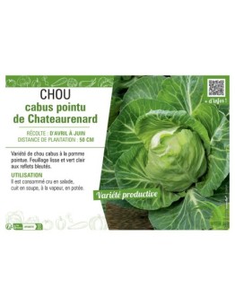 CHOU CABUS POINTU DE CHATEAURENARD