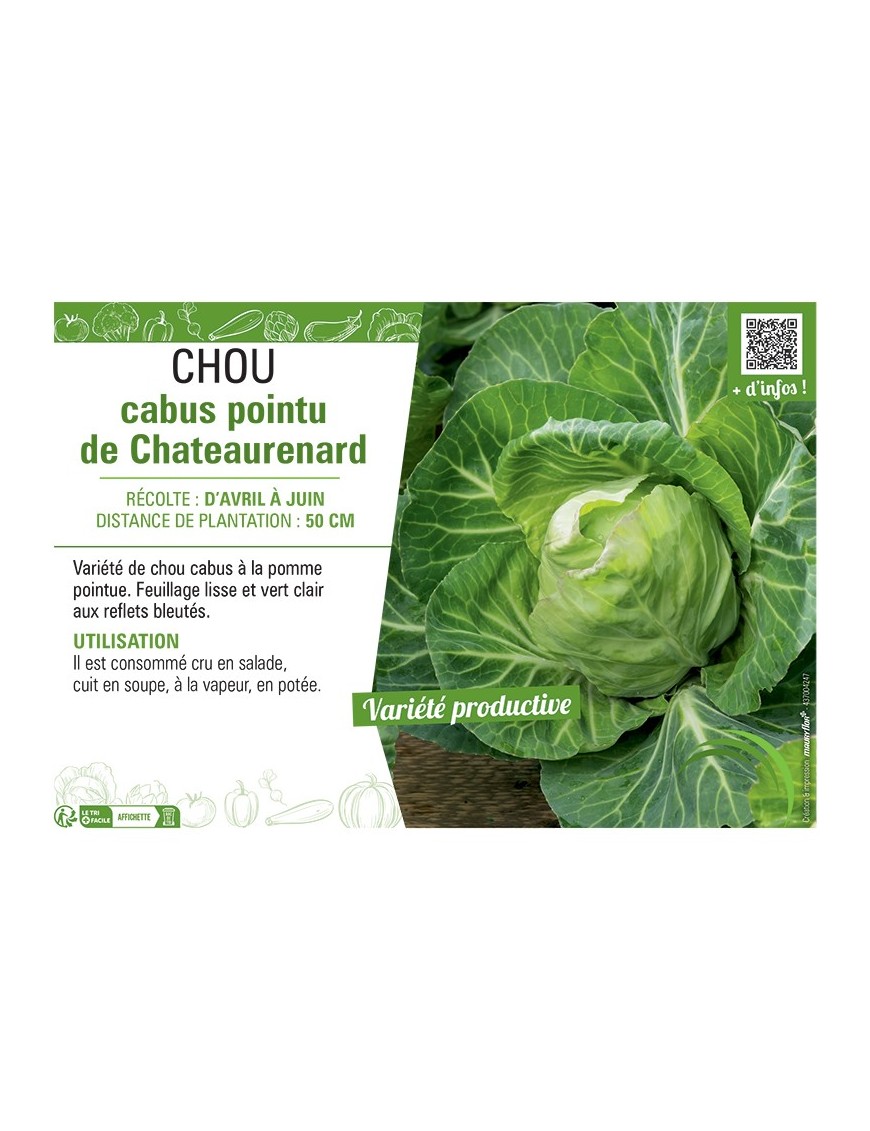 CHOU CABUS POINTU DE CHATEAURENARD