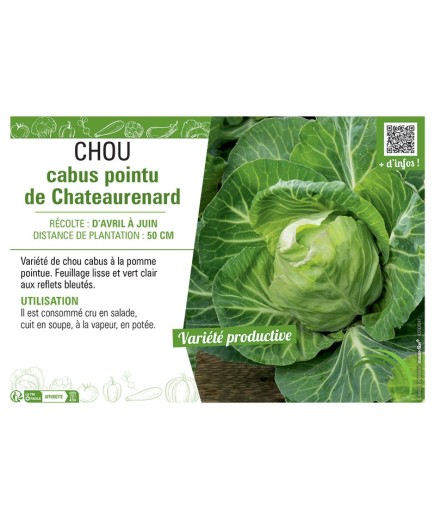 CHOU CABUS POINTU DE CHATEAURENARD