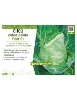 CHOU CABUS POINTU POET F1
