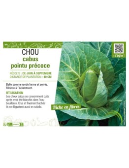 CHOU CABUS POINTU PRÉCOCE