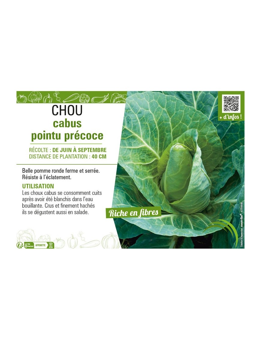 CHOU CABUS POINTU PRÉCOCE