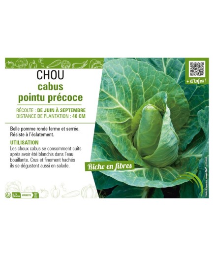 CHOU CABUS POINTU PRÉCOCE