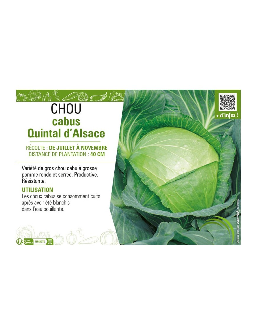 CHOU CABUS QUINTAL D'ALSACE