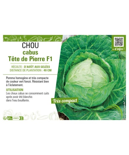 CHOU CABUS TÊTE DE PIERRE F1