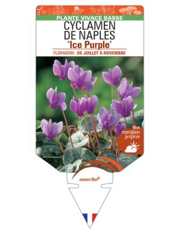 CYCLAMEN DE NAPLES Ice Purple