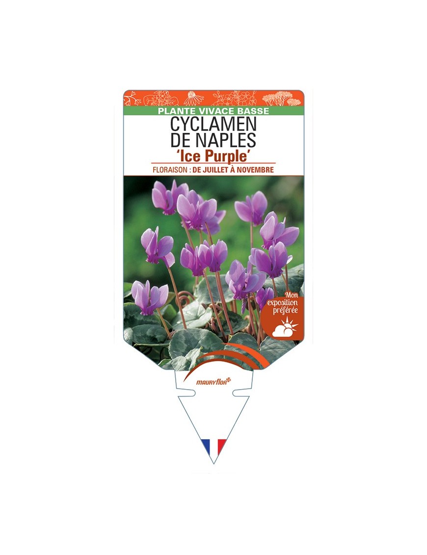CYCLAMEN DE NAPLES Ice Purple