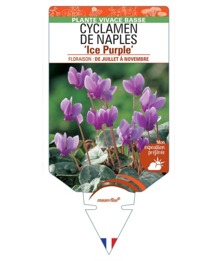 CYCLAMEN DE NAPLES Ice Purple