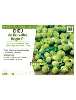 CHOU DE BRUXELLES BRIGHT F1