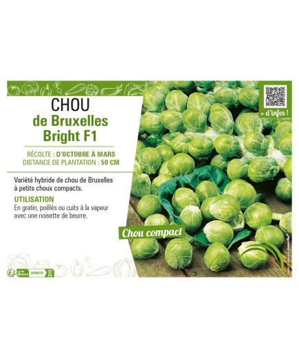 CHOU DE BRUXELLES BRIGHT F1