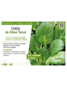 CHOU DE CHINE TATSOÏ