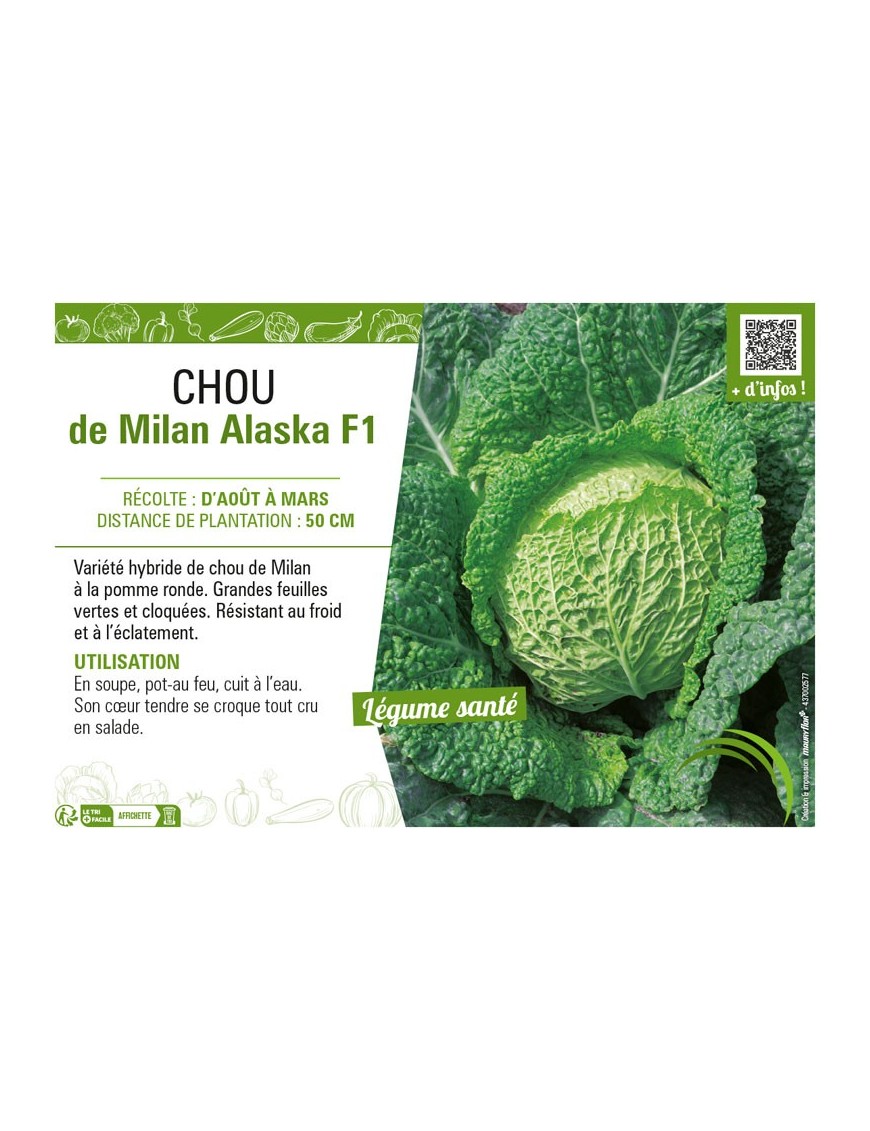 CHOU DE MILAN ALASKA F1