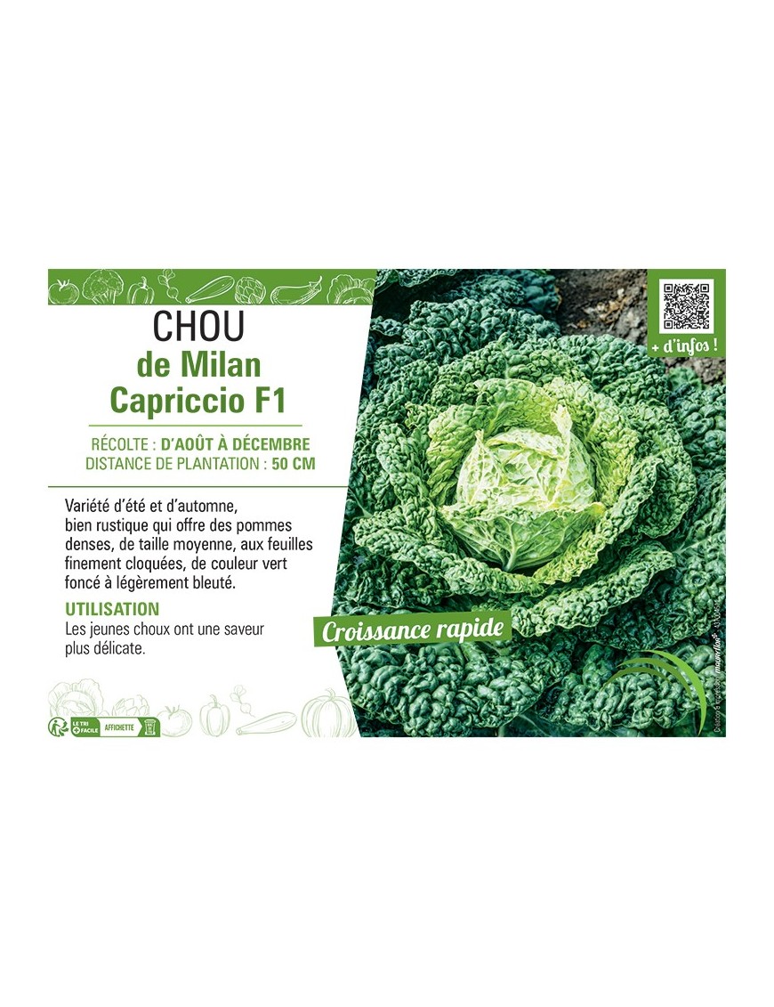 CHOU DE MILAN CAPRICCIO F1