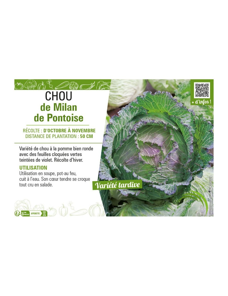 CHOU DE MILAN DE PONTOISE