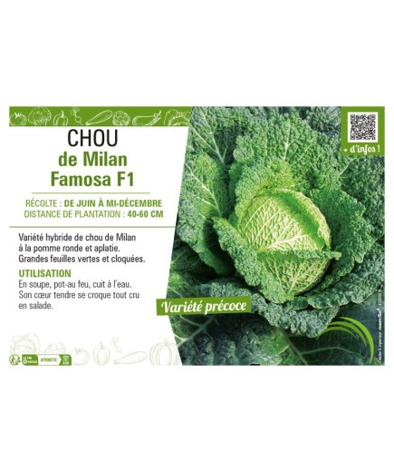 CHOU DE MILAN FAMOSA F1