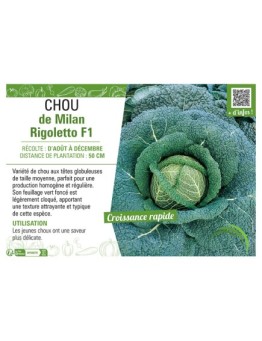 CHOU DE MILAN RIGOLETTO F1