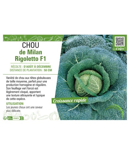 CHOU DE MILAN RIGOLETTO F1