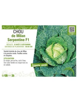 CHOU DE MILAN SERPENTINE F1