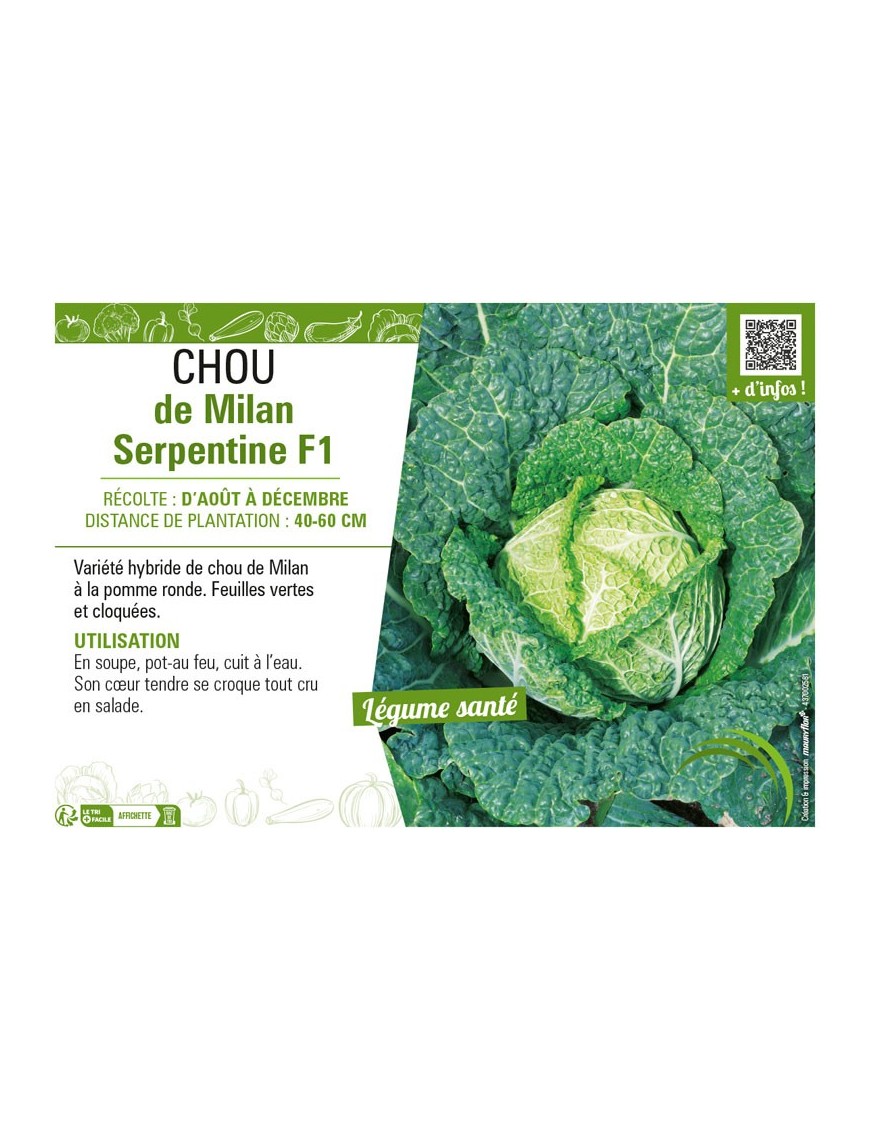 CHOU DE MILAN SERPENTINE F1