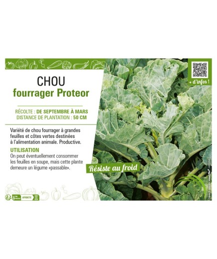 CHOU FOURRAGER PROTEOR