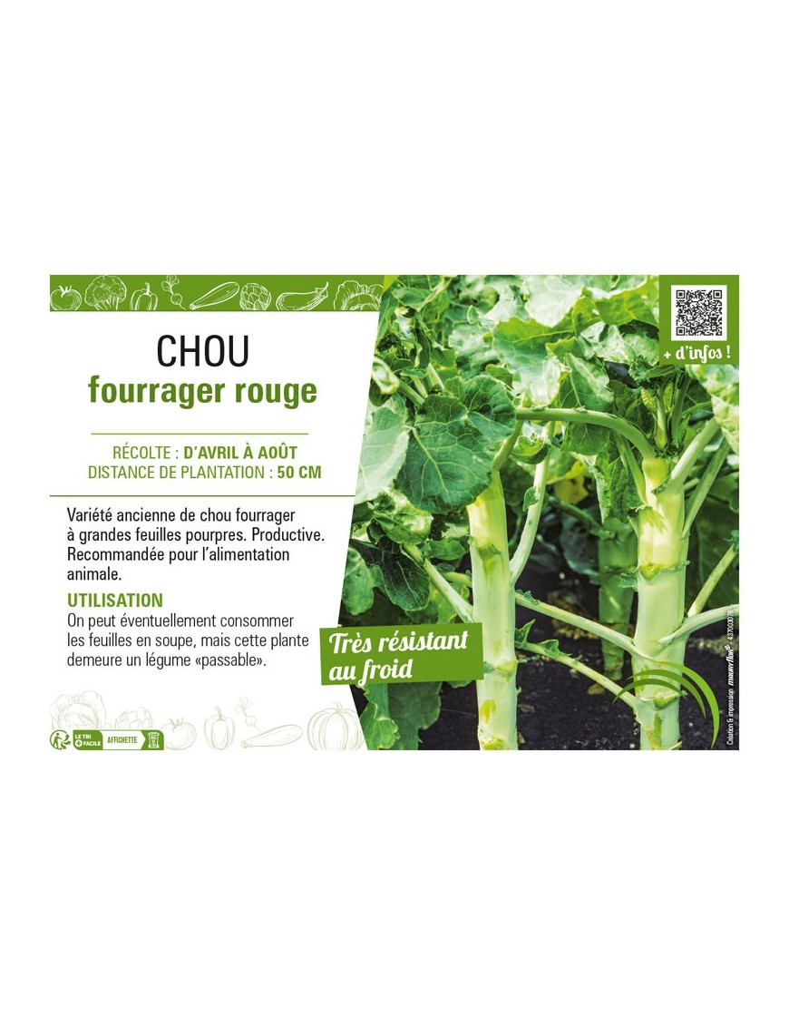 CHOU FOURRAGER ROUGE