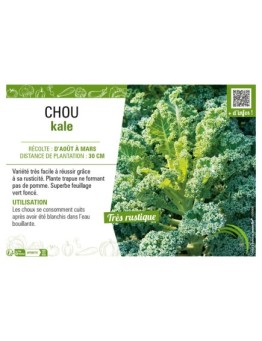 CHOU KALE (VERT DEMI-NAIN)