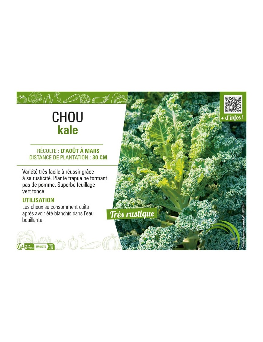 CHOU KALE (VERT DEMI-NAIN)