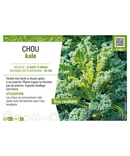 CHOU KALE (VERT DEMI-NAIN)