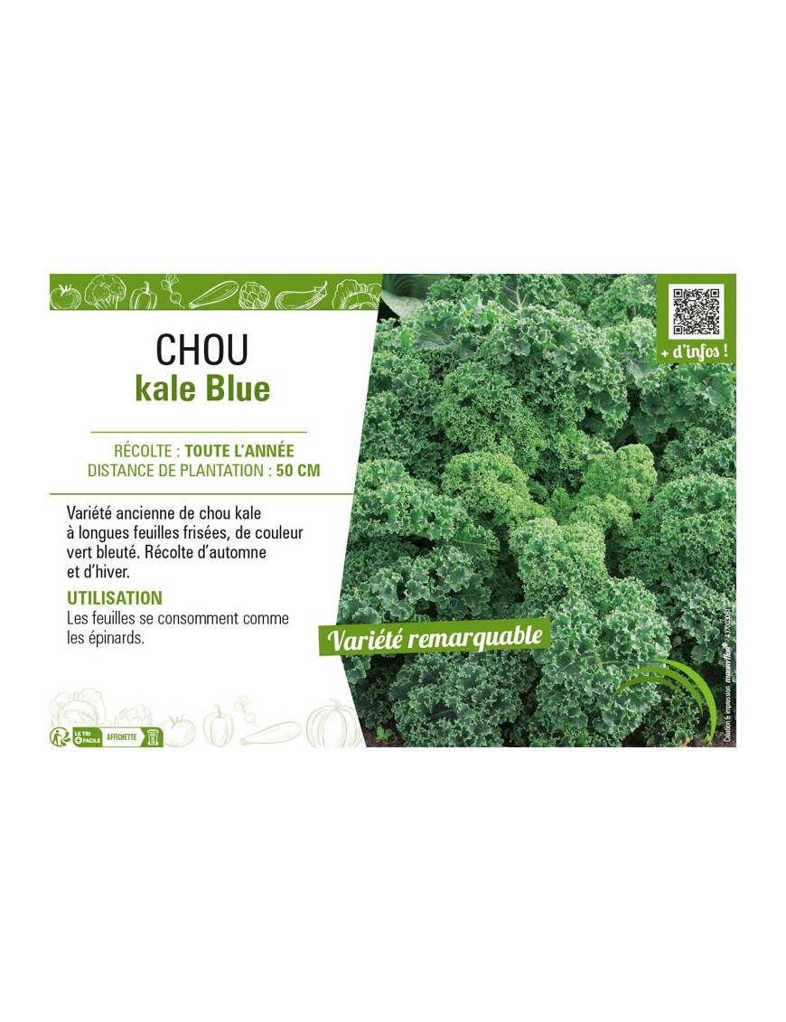 CHOU KALE BLUE