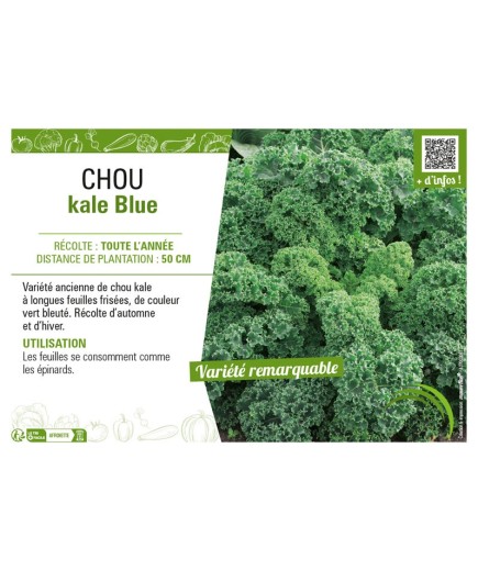 CHOU KALE BLUE