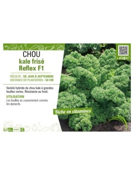 CHOU KALE FRISÉ REFLEX F1