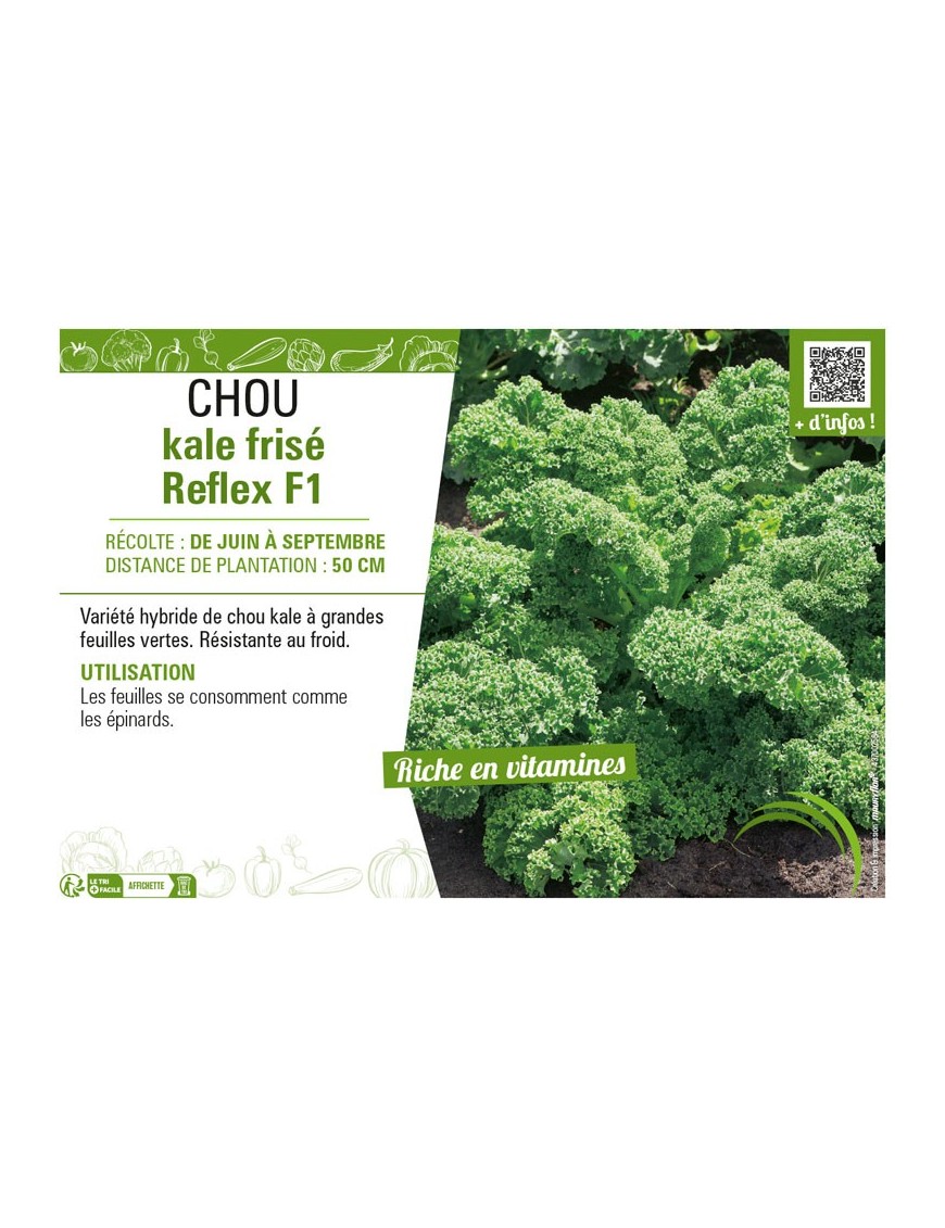 CHOU KALE FRISÉ REFLEX F1