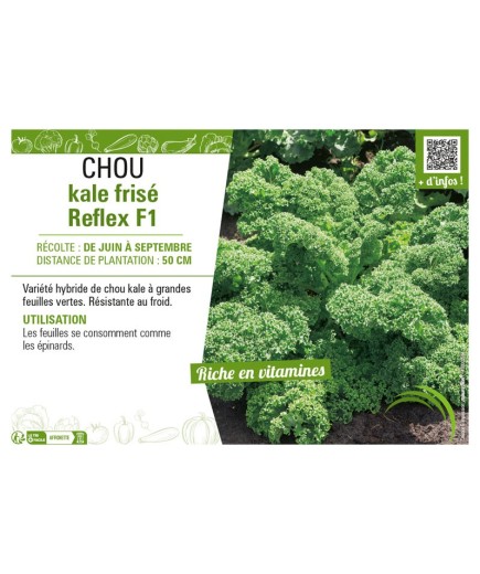CHOU KALE FRISÉ REFLEX F1