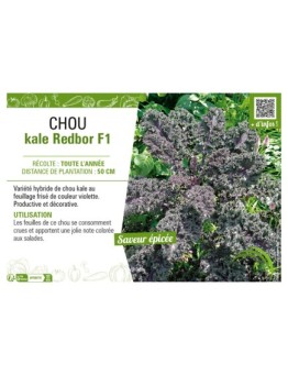 CHOU KALE REDBOR F1