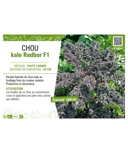 CHOU KALE REDBOR F1
