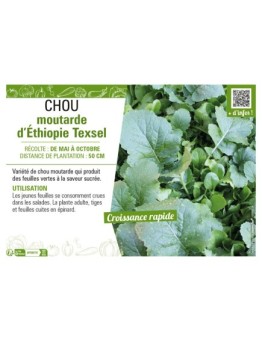 CHOU MOUTARDE D'ÉTHIOPIE TEXSEL