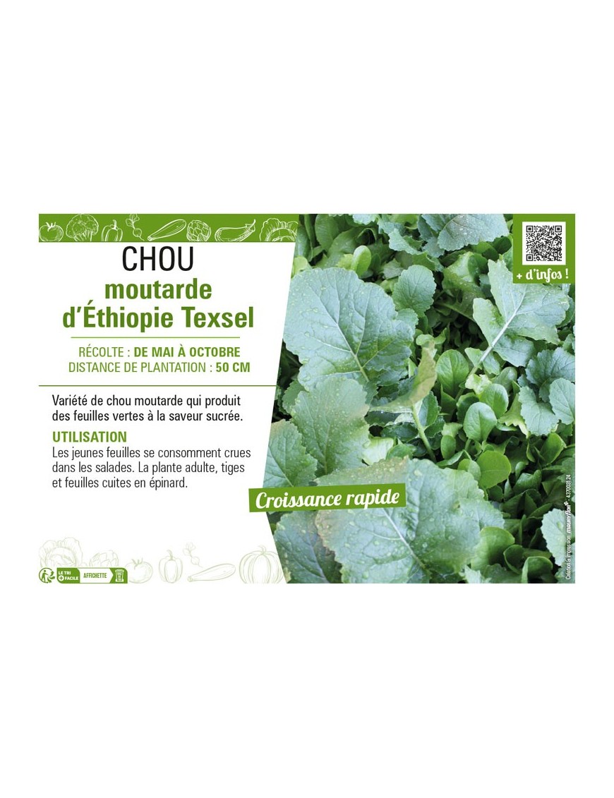 CHOU MOUTARDE D'ÉTHIOPIE TEXSEL