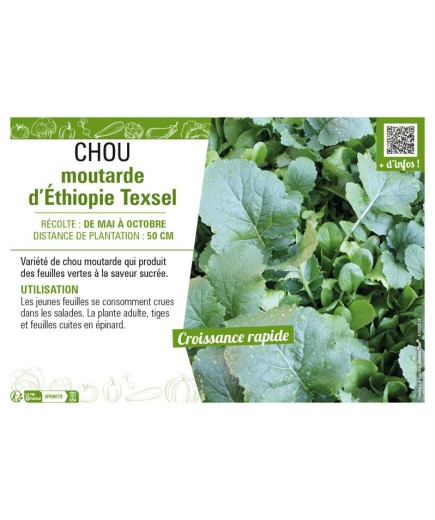 CHOU MOUTARDE D'ÉTHIOPIE TEXSEL