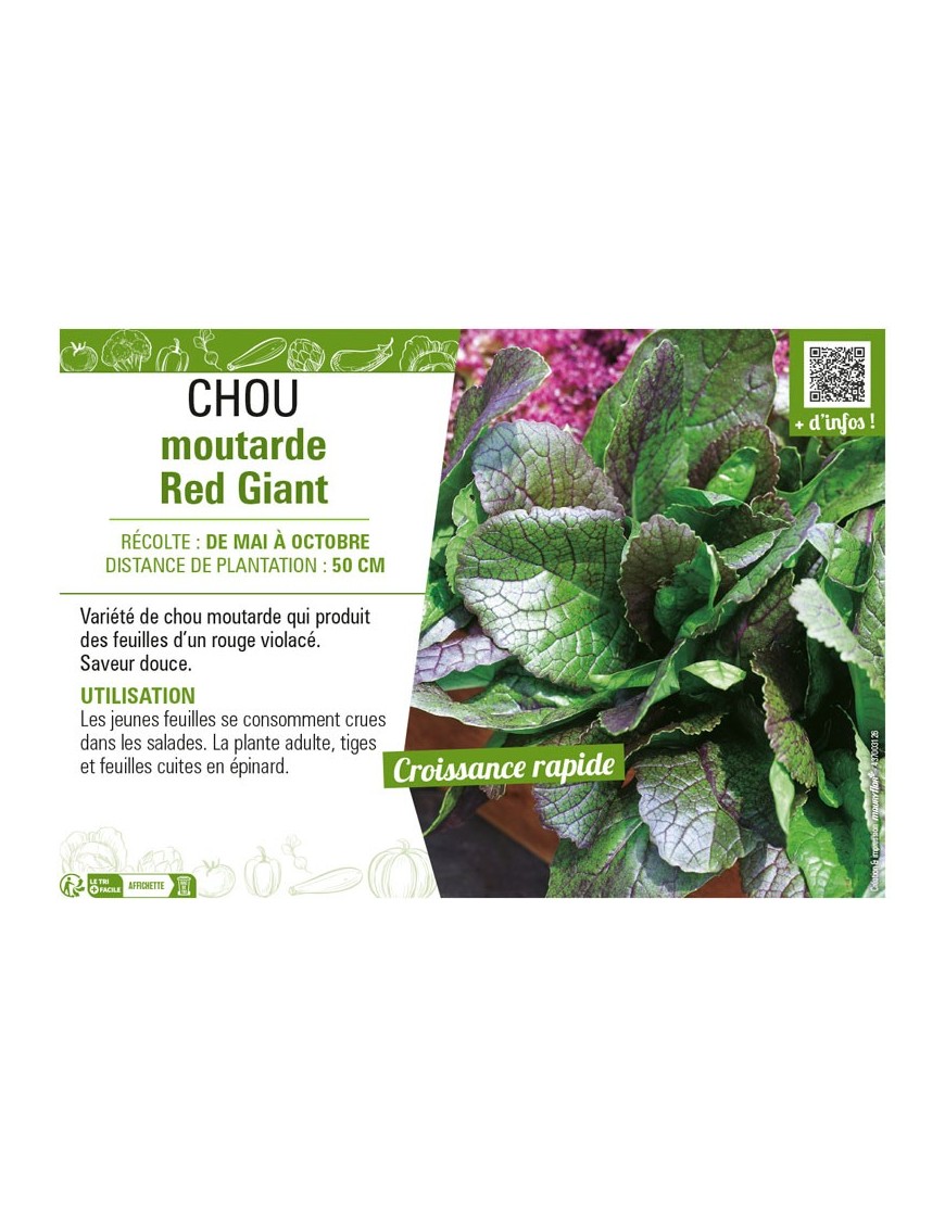 CHOU MOUTARDE RED GIANT