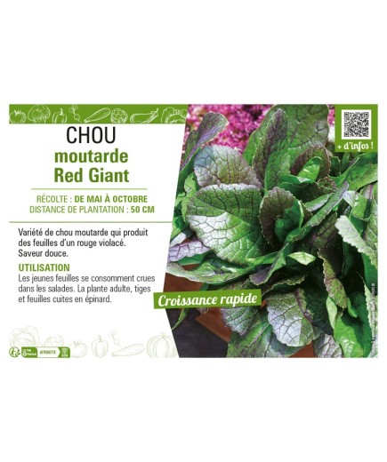 CHOU MOUTARDE RED GIANT