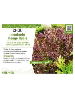 CHOU MOUTARDE ROUGE RUBIS