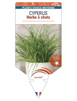 CYPERUS Herbe à chats