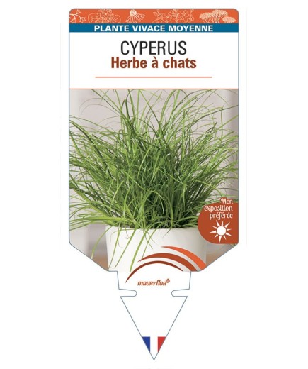 CYPERUS Herbe à chats