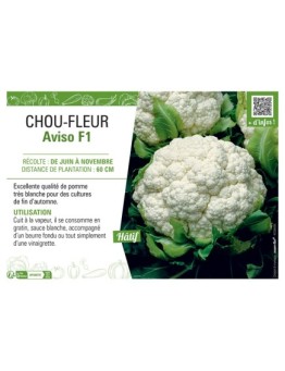 CHOU-FLEUR AVISO F1