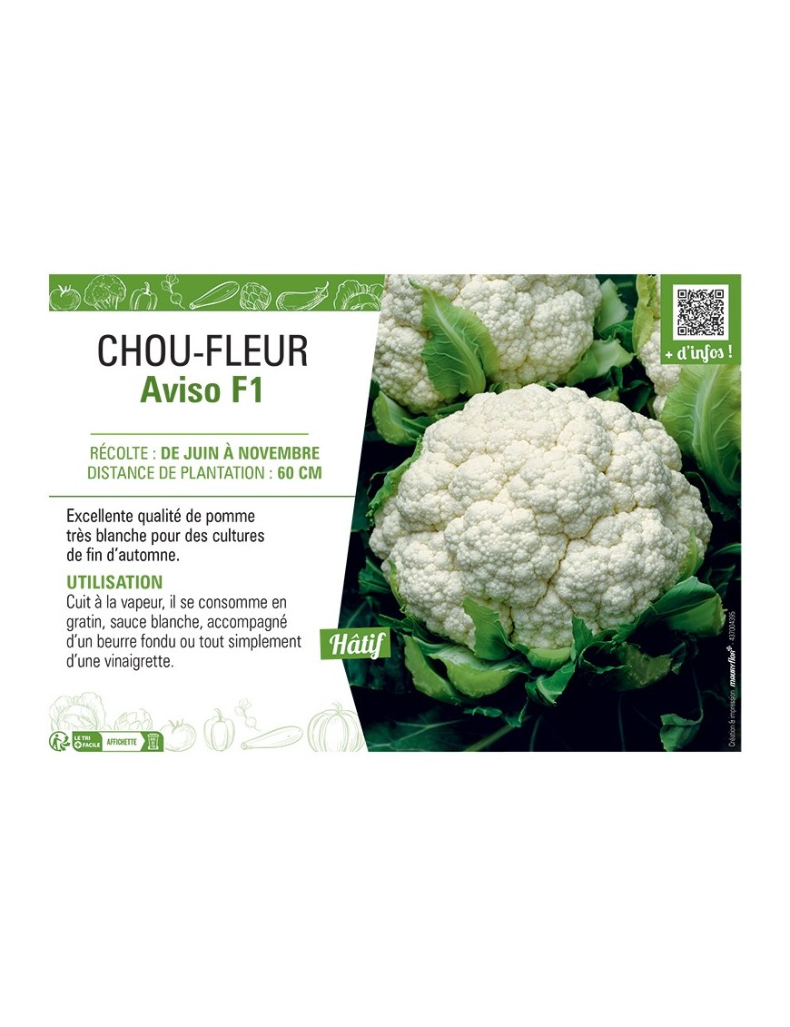 CHOU-FLEUR AVISO F1