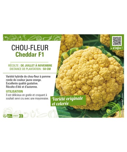 CHOU-FLEUR CHEDDAR F1
